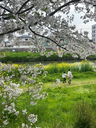 Kita-Koshigaya | The Most Beautiful Spring is Right Beside Us 🌸