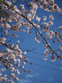 Blossoms by the Bay: Springtime in Hakodate