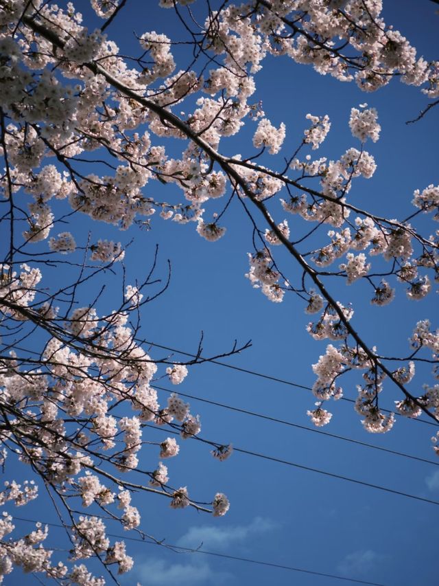 Blossoms by the Bay: Springtime in Hakodate