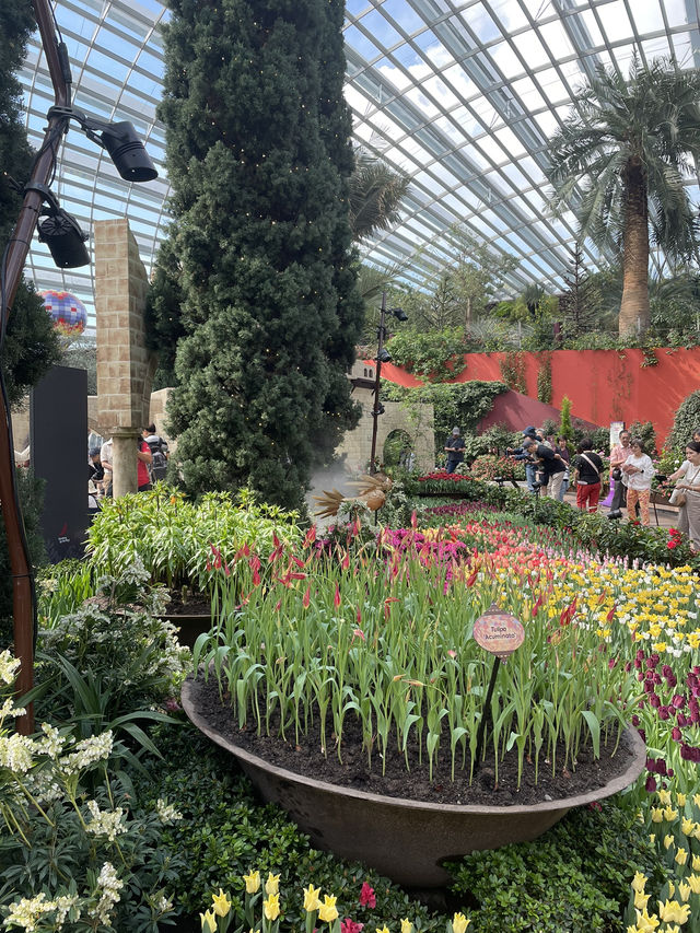 🇸🇬 Tulipmania is back in Flower Dome ! 