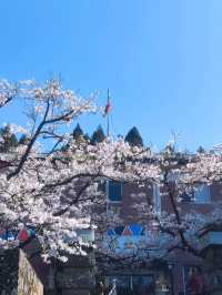 嘉義阿里山櫻花繽紛綻放