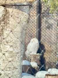【北海道】旭山動物園：冬日限定超萌企鵝巡遊