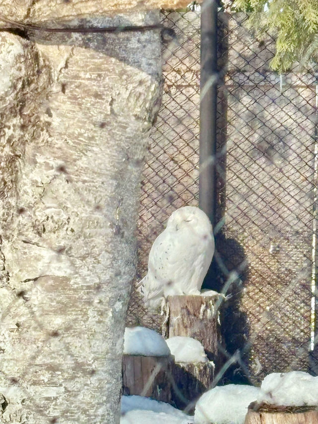 【北海道】旭山動物園：冬日限定超萌企鵝巡遊