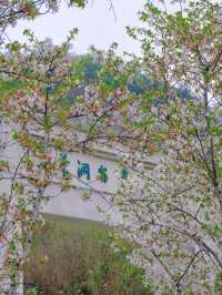 Muyan Riverside Cherry Blossoms, Nanjing's Longest Riverside Sakura Promenade