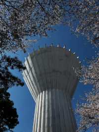 “Whispers of Spring: Cherry Blossoms in Daejeon’s Hidden Havens”