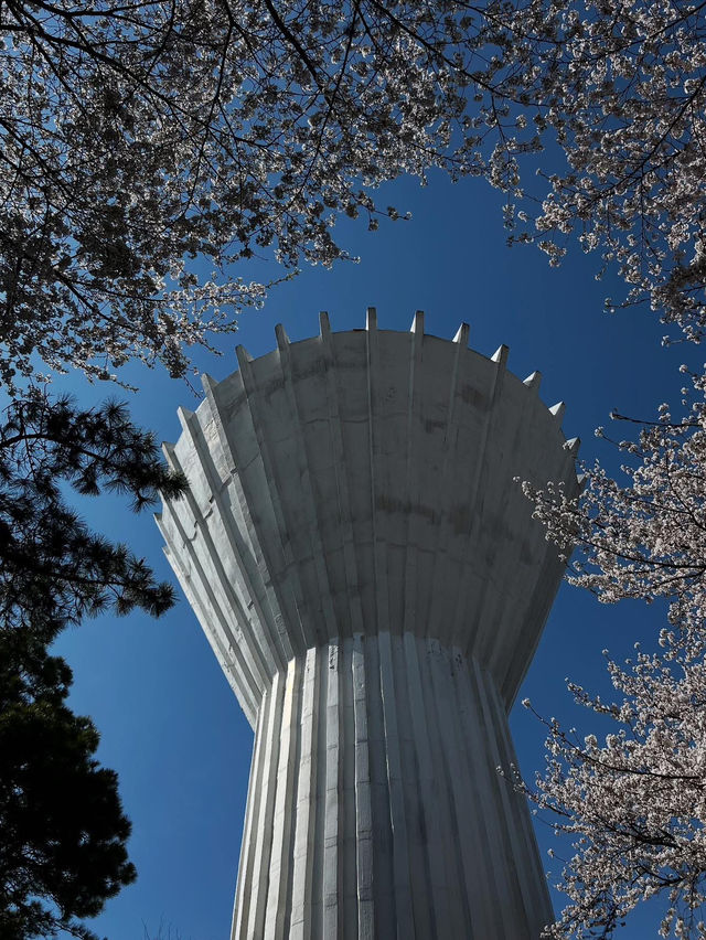 “Whispers of Spring: Cherry Blossoms in Daejeon’s Hidden Havens”