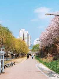 “Blossoms of Legacy: Spring Awakens in Suwon City”