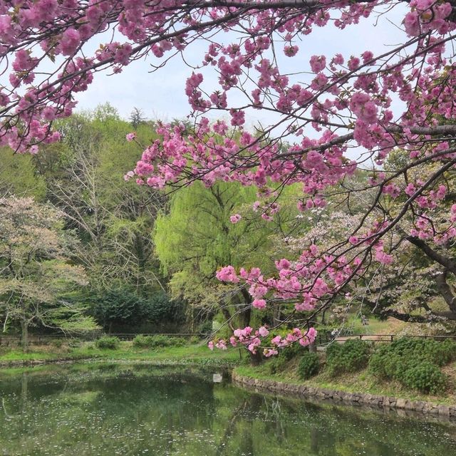 고요한 아침 정원에서 즐기는 도쿄 숨은 벚꽃 명소