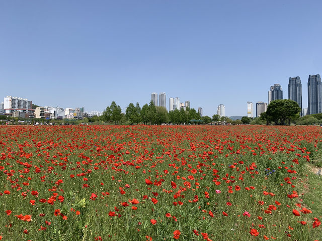 "도시 속 자연, 태화강공원에서의 여유로운 산책 🌼"