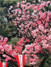Ueno Park during sakura season
