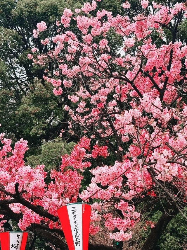 Ueno Park during sakura season