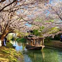 Tranquil Beauty on the Fushimi Jikkokubune Boat, Kyoto