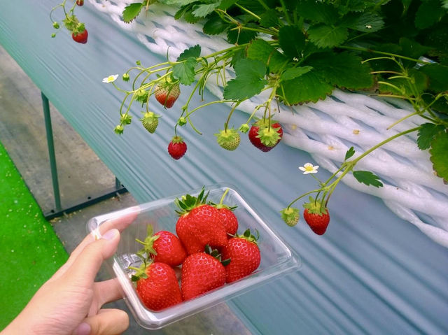 Spring Strawberry Picking – Sweet Moments in Nasu