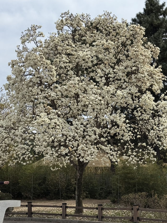경주 여행코스 총정리🌸