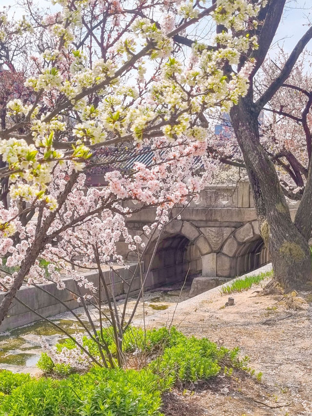 💕서울 가족과 함께 걷기좋은 코스 추천 창경궁🪾