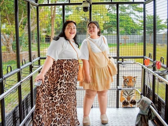 🐯 ให้อาหารเสือ ตื่นเต้นสุดๆ แค่ศรีราชา 