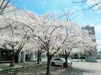 札幌 花見