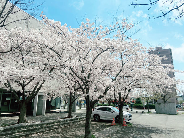 札幌 花見