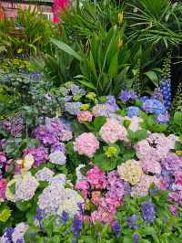 維多利亞公園鮮花任賞