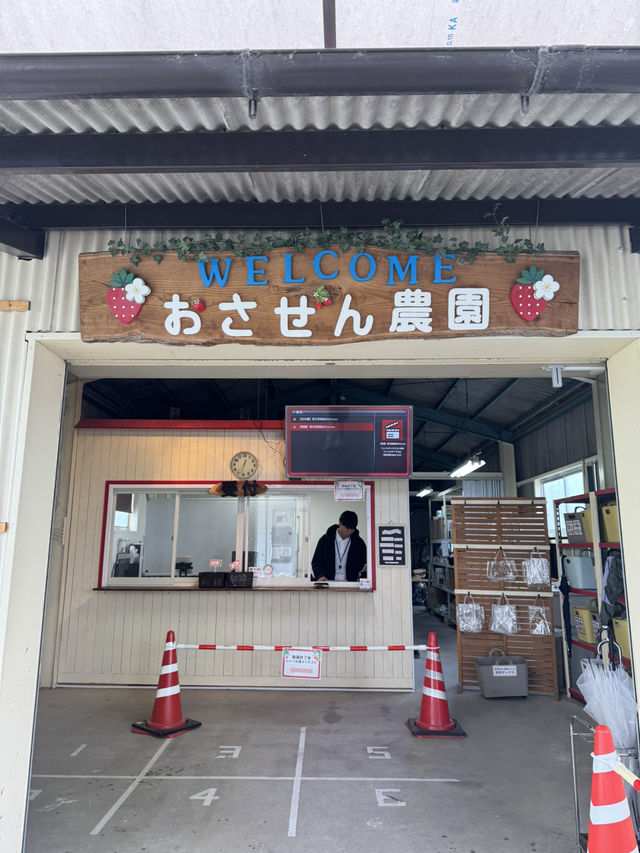 #大阪京都 50分鐘即摘即食🍓放題食到飽😍大滿足❣️ 