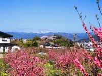 Great place to see the full Cherry Blossoms