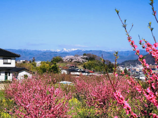 Great place to see the full Cherry Blossoms