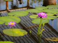 Kew Royal Botanic Gardens – A Golden Autumn Escape in London