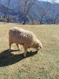 A Day at Qingjing Farm — Up Close with the Fluffy Sheep!