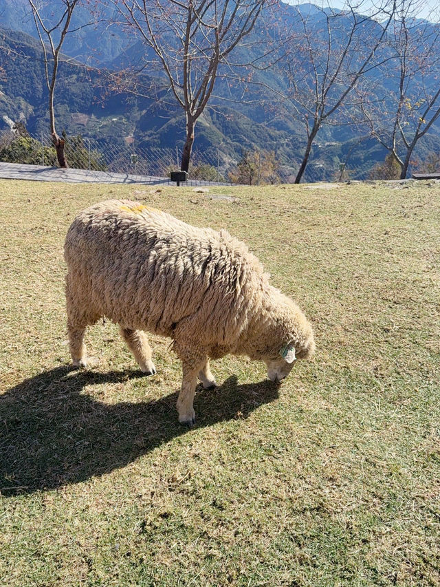 A Day at Qingjing Farm — Up Close with the Fluffy Sheep!