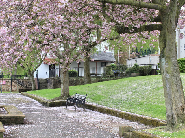 Whispers of Spring in Dumfries: Sakura Blooms, Riverside Serenity, and Echoes of History
