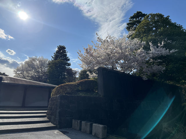 🏞️【皇居春日限定開放】趕上滿開櫻花×最後開放日！東京市中心的賞櫻驚喜體驗 🌸