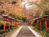 Spring and blossom in Kifune