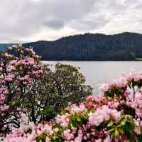 A Blooming Dream: Potatso National Park in Full Flower