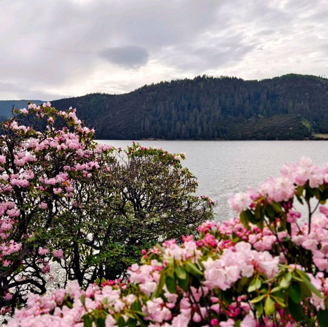 A Blooming Dream: Potatso National Park in Full Flower