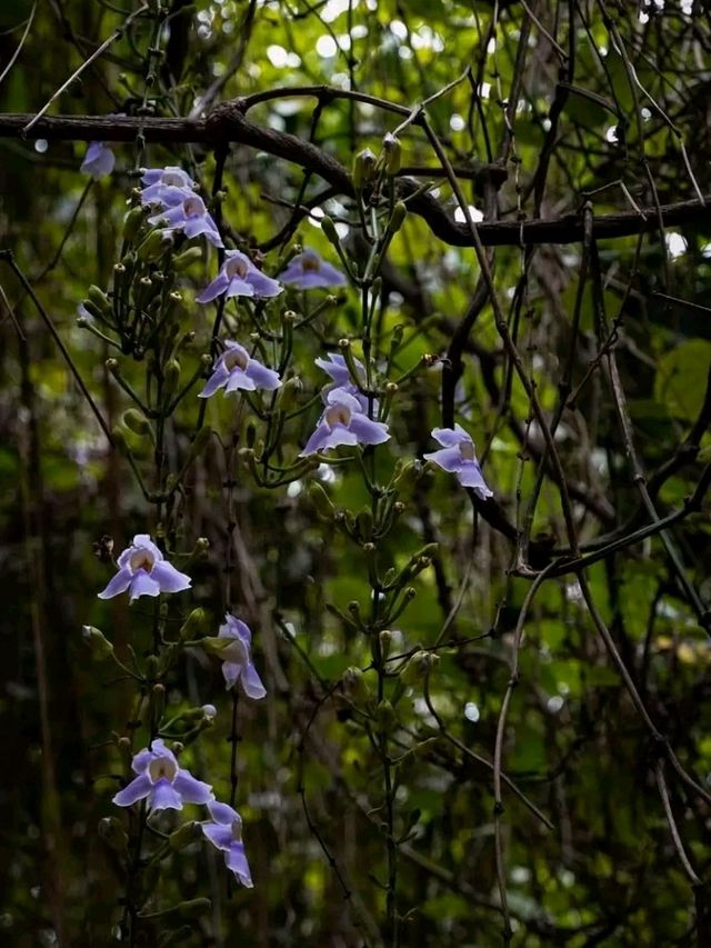 Blooms of Dhaka University: A Peaceful Pause in the Heart of the City