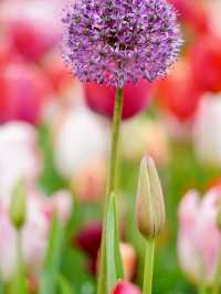 Title: Keukenhof – The Garden of Europe in Full Bloom