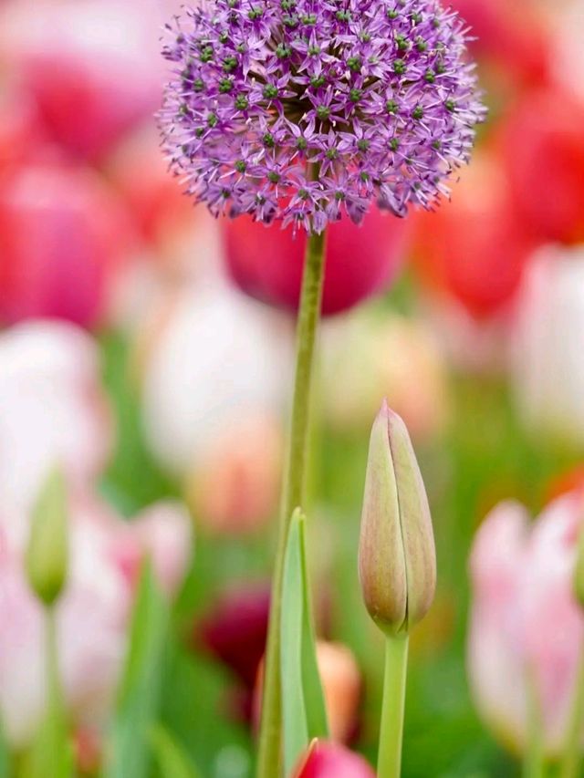 Title: Keukenhof – The Garden of Europe in Full Bloom