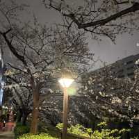 Tokyo Spring Moments