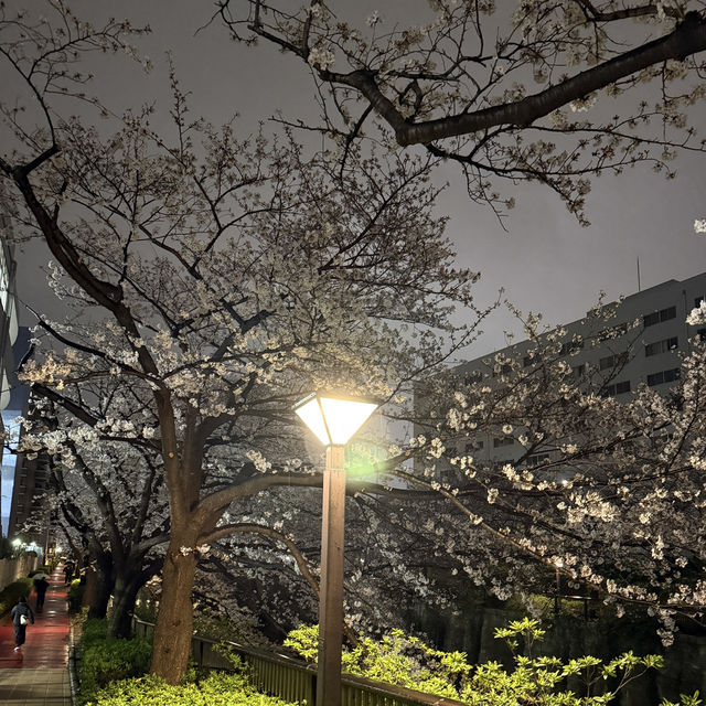 Tokyo Spring Moments