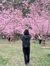 衫林溪🌲專屬櫻花河道櫻花林🌸