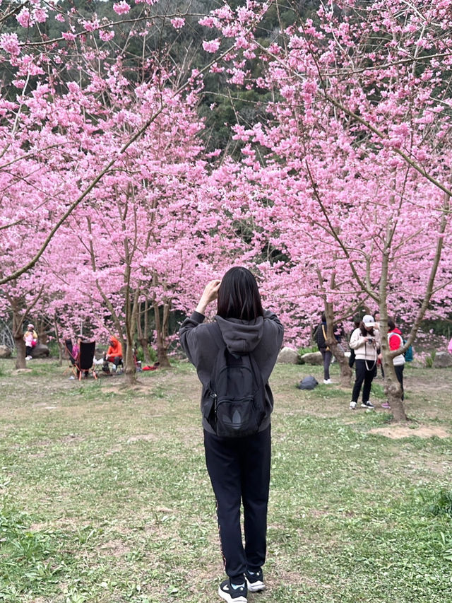 衫林溪🌲專屬櫻花河道櫻花林🌸