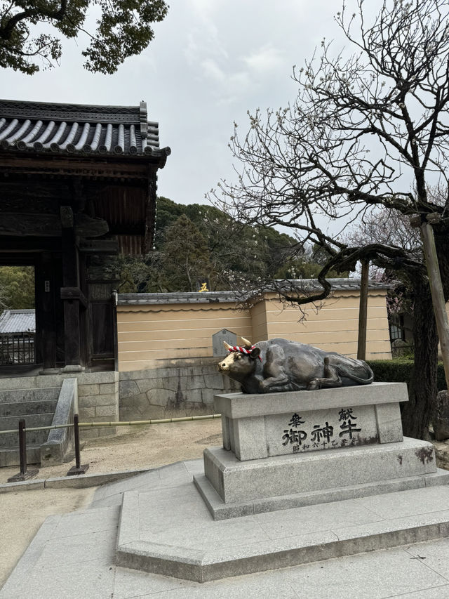 แหล่งท่องเที่ยวฟุกุโอกะ Dazaifu Tenmangu 🇯🇵
