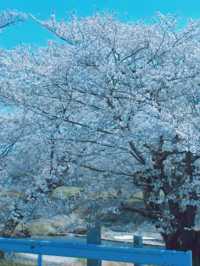 Where Sand Art Meets Sakura – Kotohiki Park’s Spring Surprise