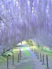 【行く前にこれ見て】息をのむほど美しい藤のトンネルに酔いしれる💜✨※観光攻略情報付き