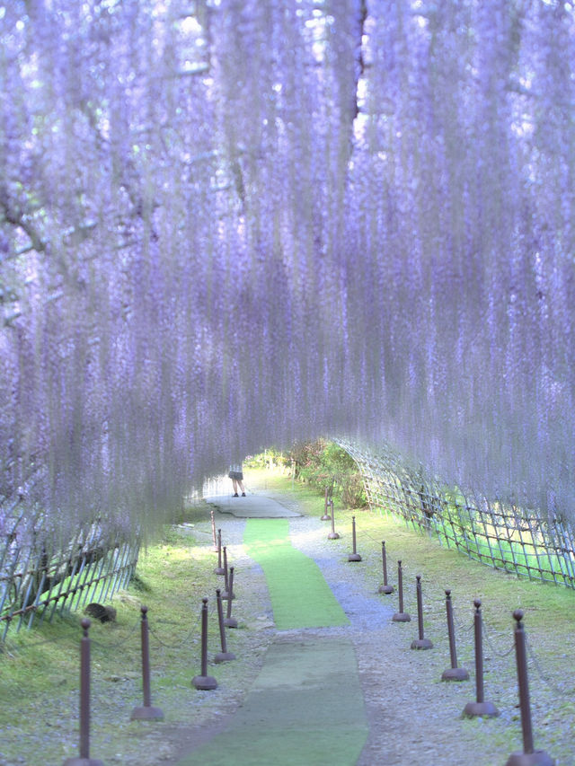 【行く前にこれ見て】息をのむほど美しい藤のトンネルに酔いしれる💜✨※観光攻略情報付き