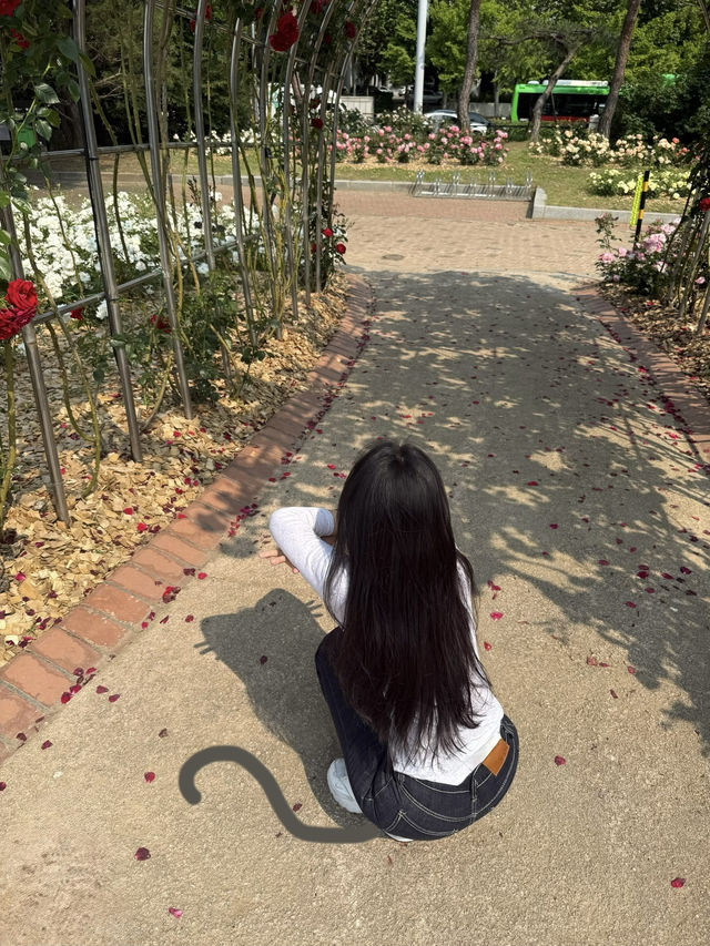 올림픽공원 장미