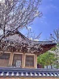 봄꽃들이 가득한 전주 향교