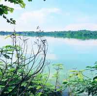 Nature’s Runway: A Stroll Along Mandai Boardwalk 🇸🇬