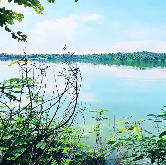 Nature’s Runway: A Stroll Along Mandai Boardwalk 🇸🇬