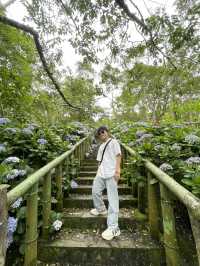 🌺【台東隱藏版花海】民宿老闆私推！5-6月限定「青山農場」繡球花仙境💐
